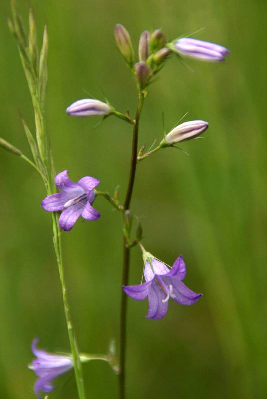 Unser Orchideenpark Bild Nr.081